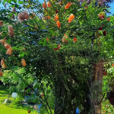 Apartamento Veronika *